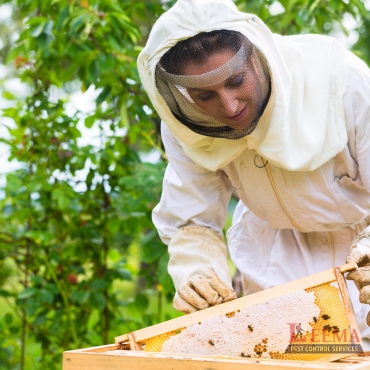 Bee Control